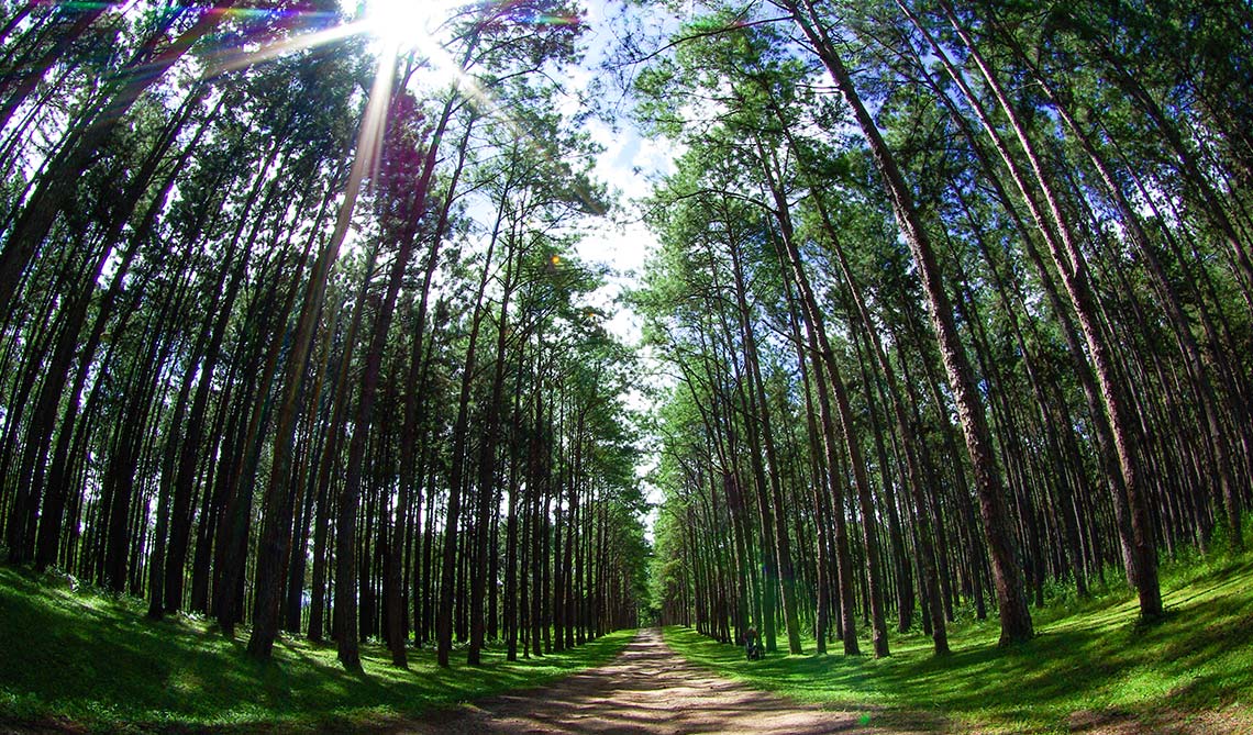 <span>Marília Freitas de Campos Tozoni-Reis<br /><br></span><br><br><span>O curso de metodologias aplicadas a educação ambiental apresenta de forma dinâmica, complexa e contínua as propostas teórico-práticas sobre a educação ambiental, a fim de contribuir para a construção de uma sociedade mais justa, equilibrada e sustentável.</span>